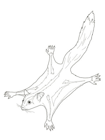 Sugar Glider Possum Coloring Page